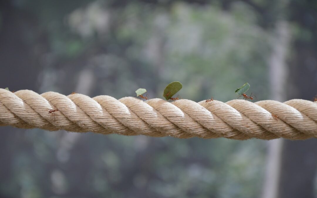 Betaalde leads versus organische leads: wat is beter?