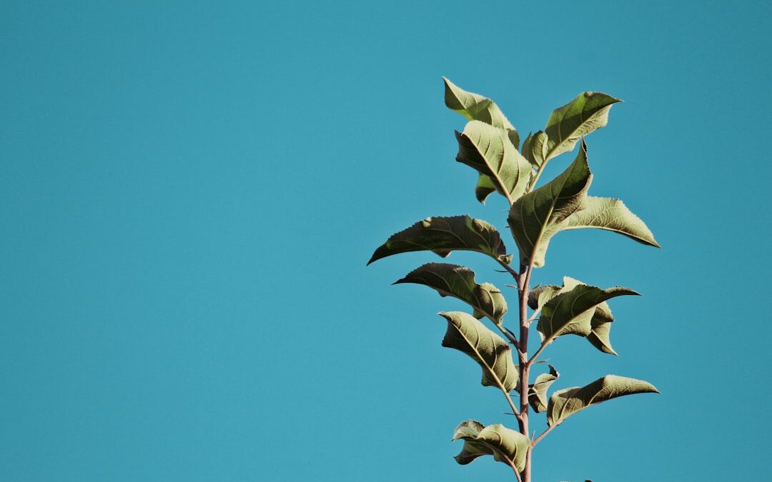 Hoe gebruik je linkedin ads voor duurzame leadgeneratie?